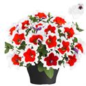 Afbeelding van Petunia TP26 Red picotee
